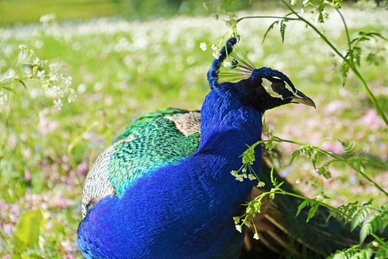 a colorful bird standing on top of a lush green field