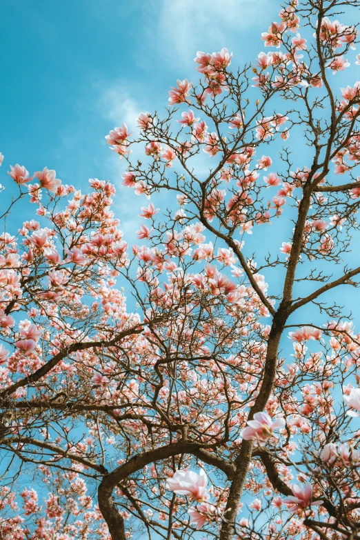 a tree with many flowers and green leaves in front of a blue sky