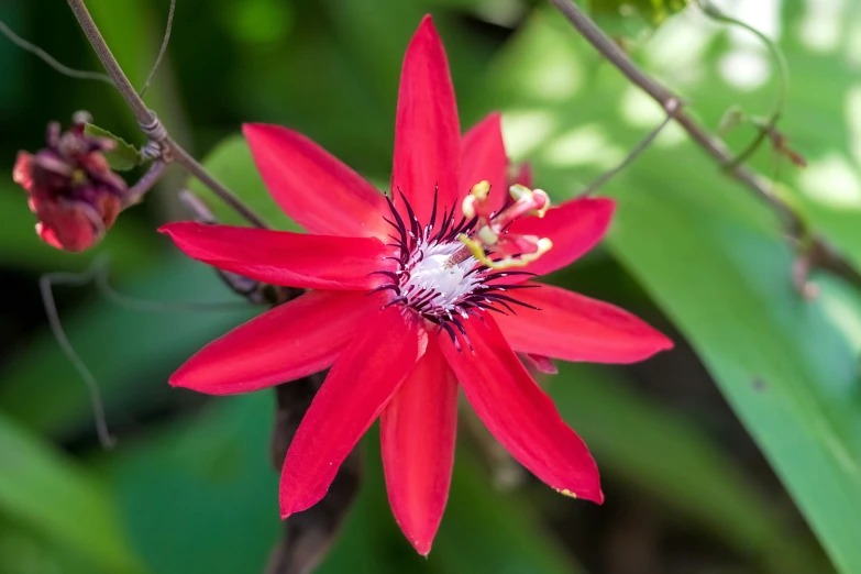 a red flower that is growing on a nch
