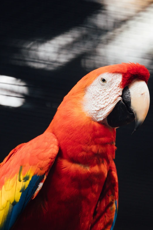 the parrot has bright red feathers with bright blue tail and white head