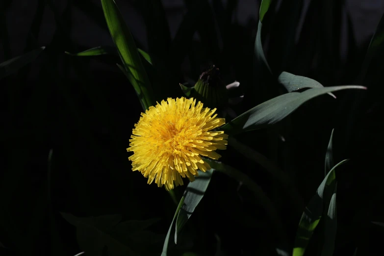 yellow dandelion flower in the dark with lots of green leaves