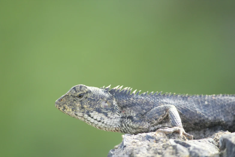 a large lizard sits on top of a rock