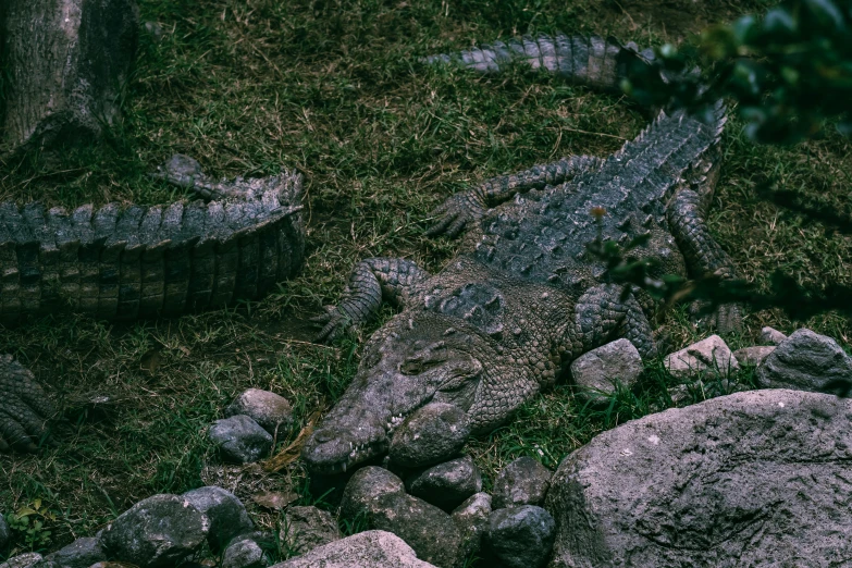 a very large alligator laying on some rocks