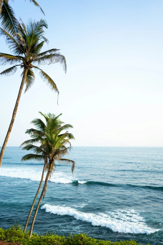 a view of the ocean from near palm trees