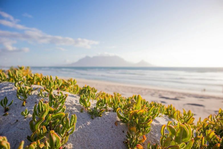 an ocean and sky view with plants growing on the beach