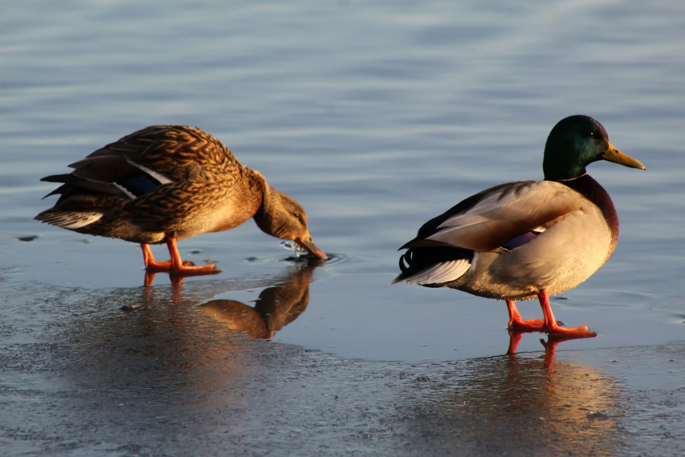 two ducks are sitting on ice while one is standing
