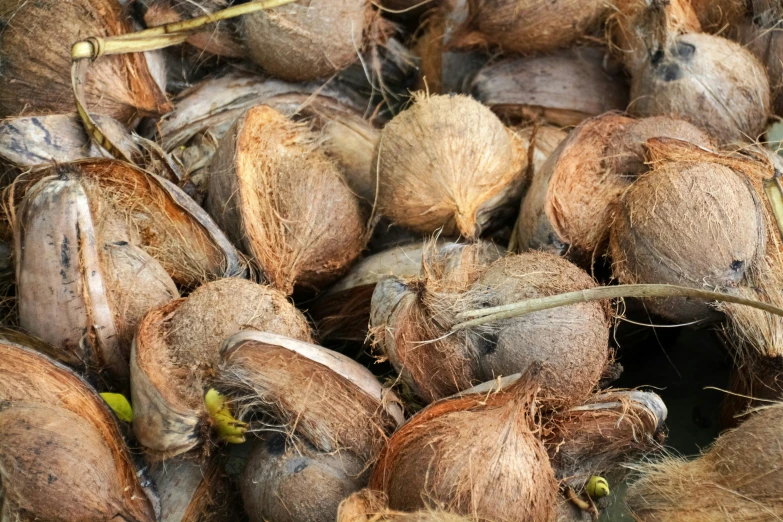 a pile of whole coconuts are piled high