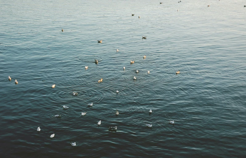 a group of birds are standing in the water