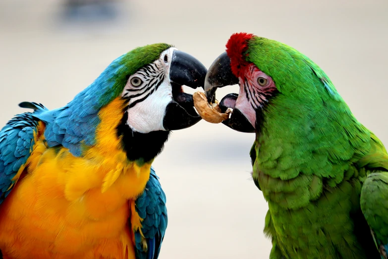 two colorful birds sitting next to each other on a white and blue surface