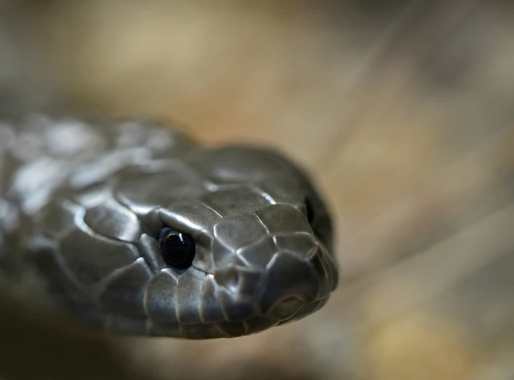 a snake looking straight ahead with it's mouth wide open