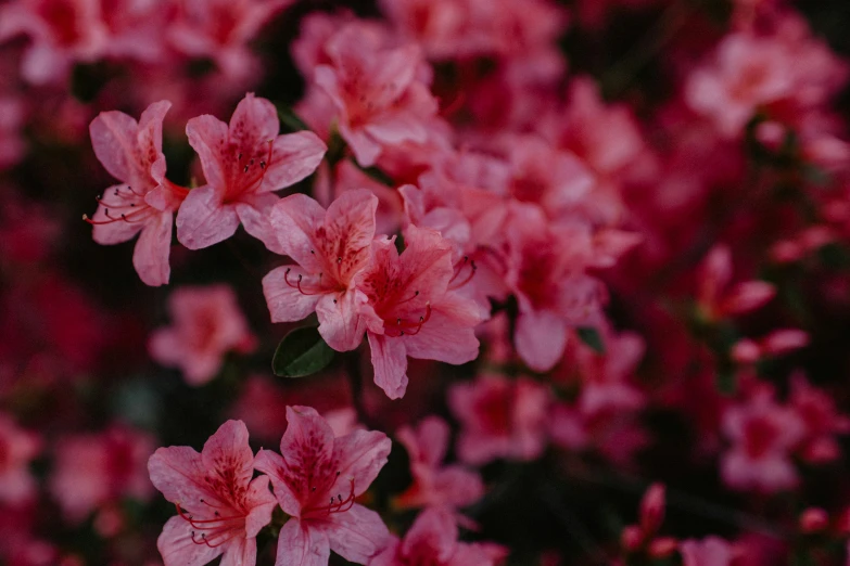 pink flowers with green leaves and water drops on them