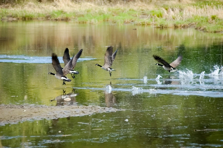 ducks take flight from the water in the open