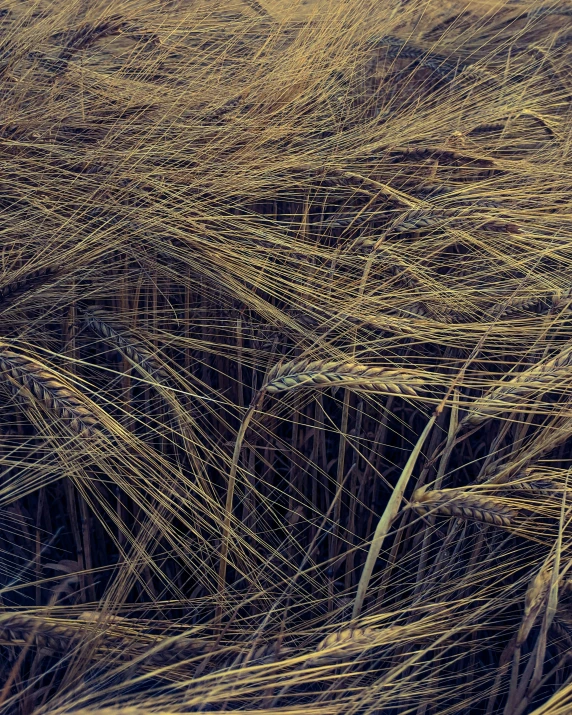 large field of hay that is partially eaten