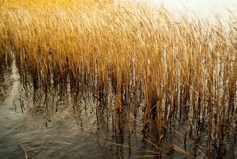 some plants floating in the water near some land