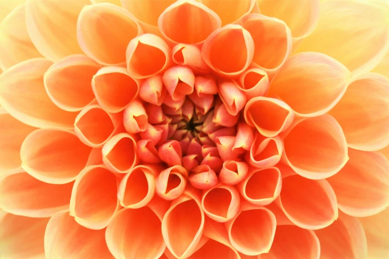 an aerial view of a flower's center petals