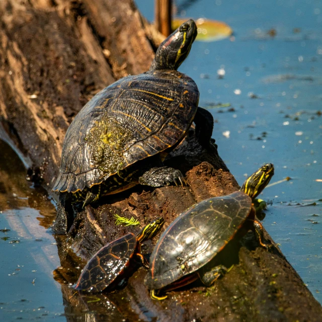 there are several turtle sitting on a tree nch