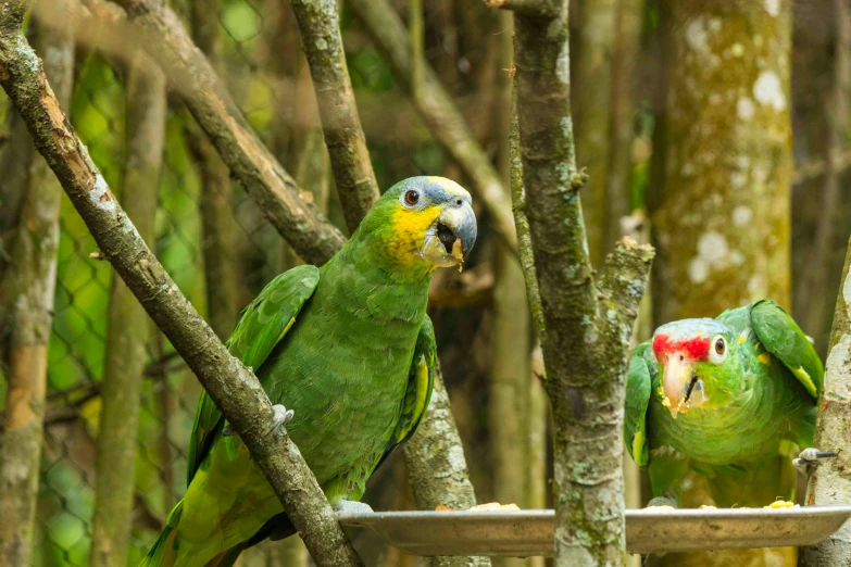 two parrots sit on top of an outside tree