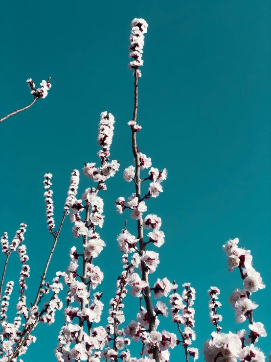 the sky is full of white flowers with a lot of frilly