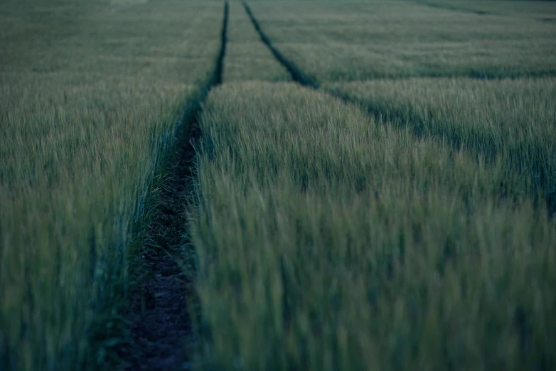 a po of grass that appears to have a trail through the middle