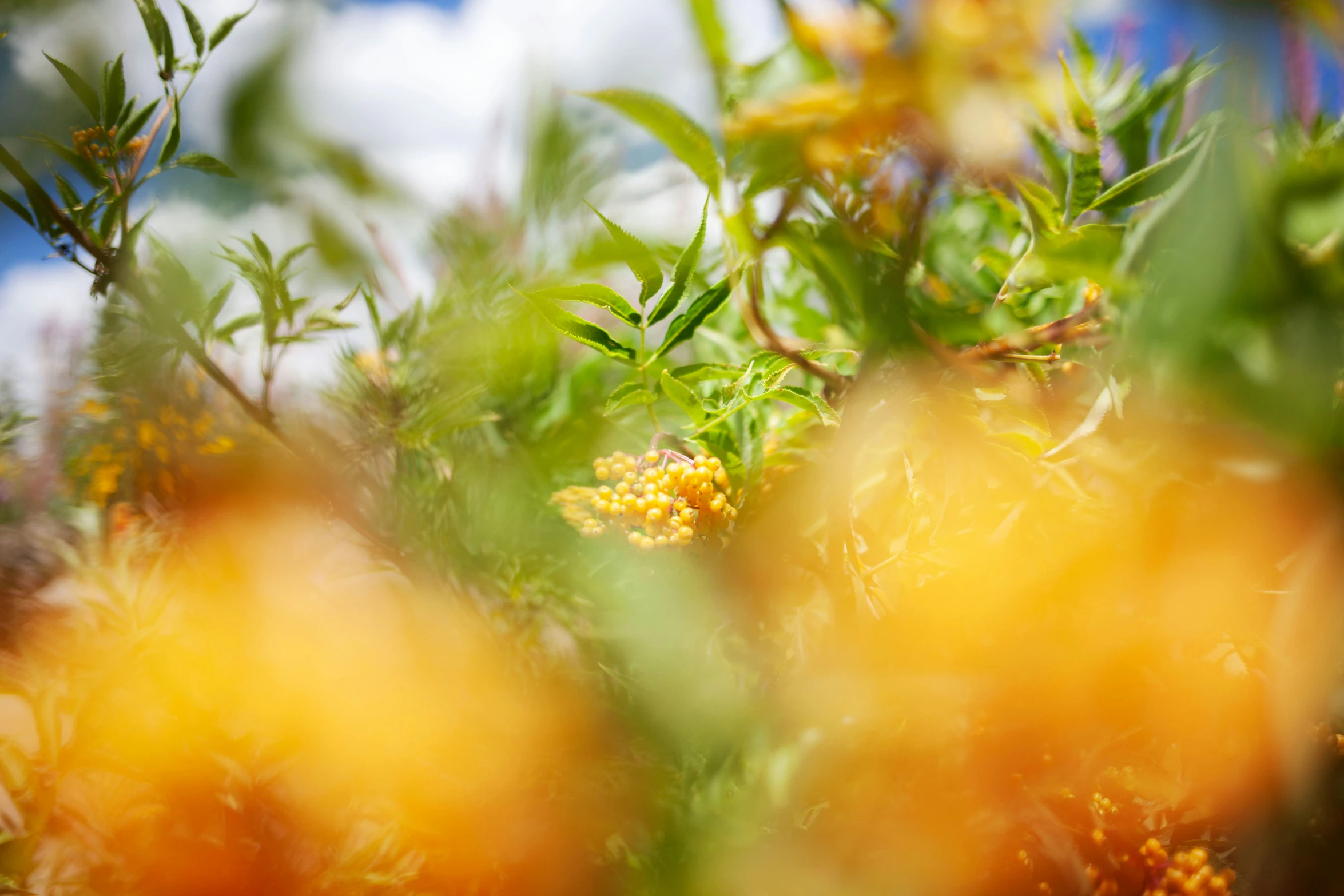 many leaves and flowers are growing very close together