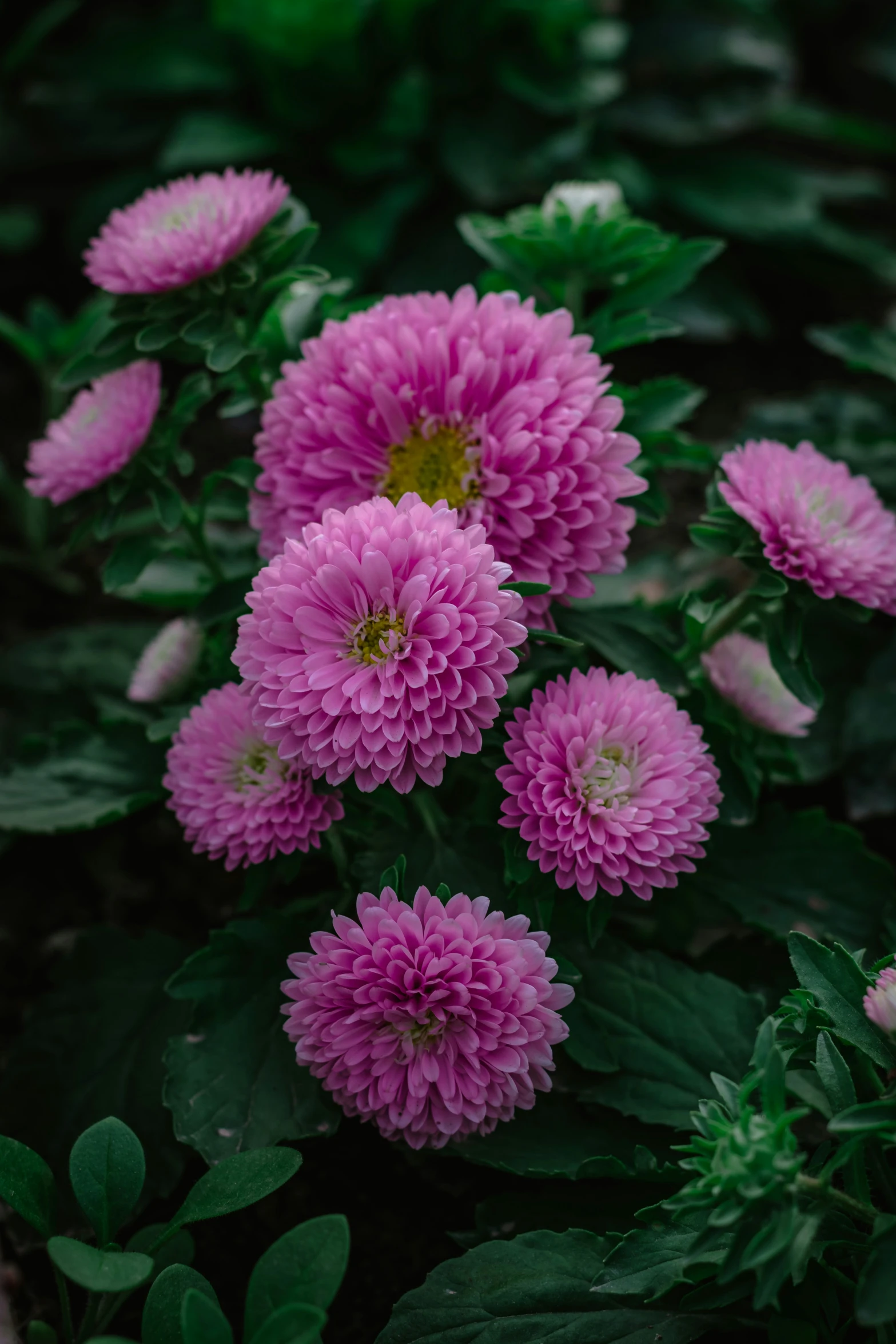 a close up of several purple flowers