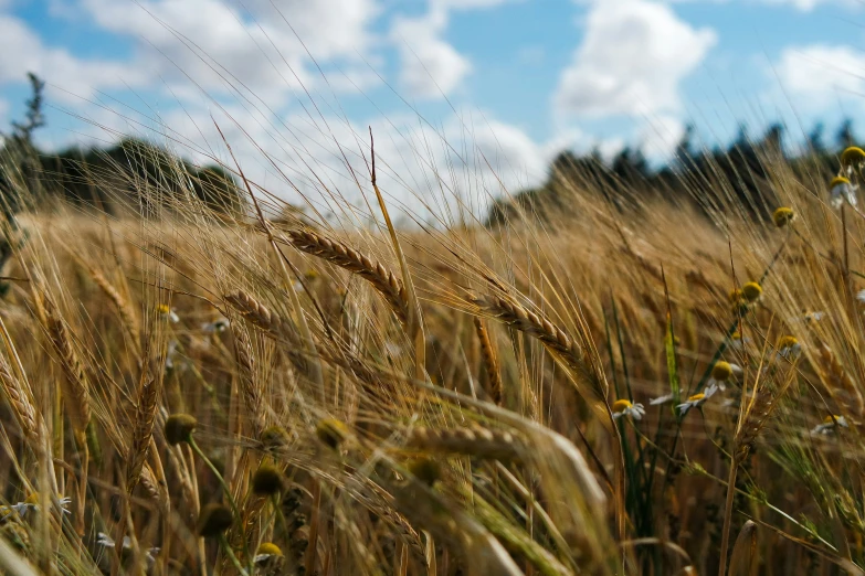 a large field full of ripe brown grass