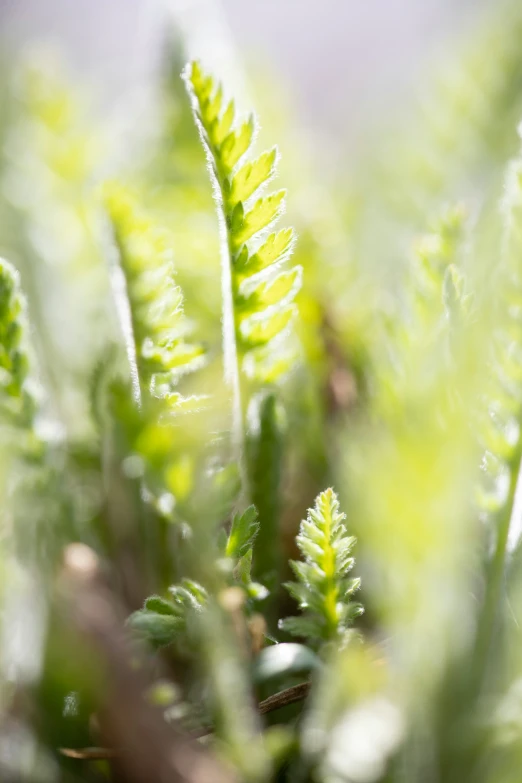 green plants are growing out of the ground