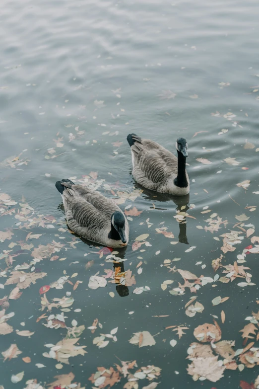 two ducks are sitting on the water near some leaves