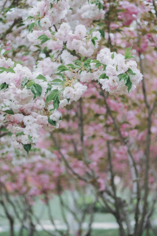 a bush of pink flowers growing next to a green park bench