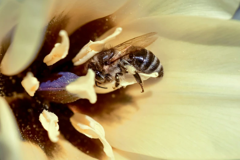 a bee is crawling in the center of a large flower