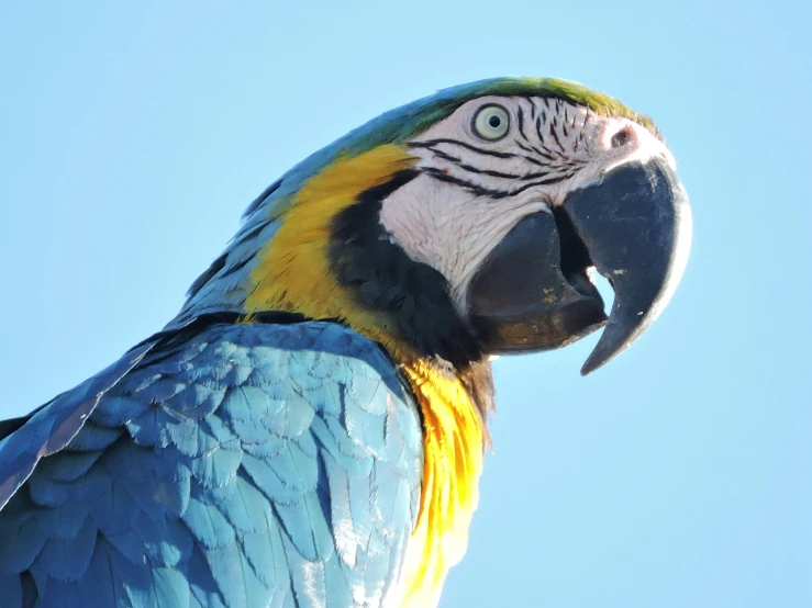 closeup s of the colorful feathers of a parrot