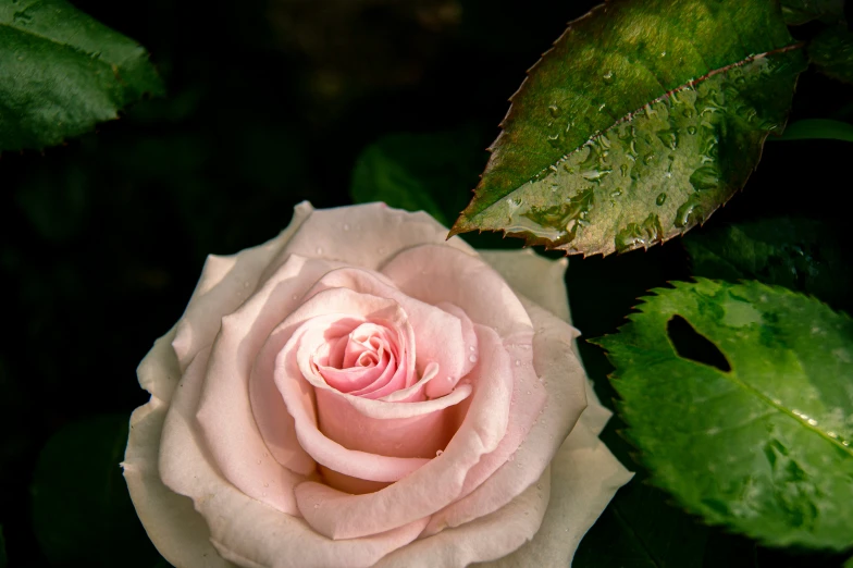 a close up of a pink rose with green leaves