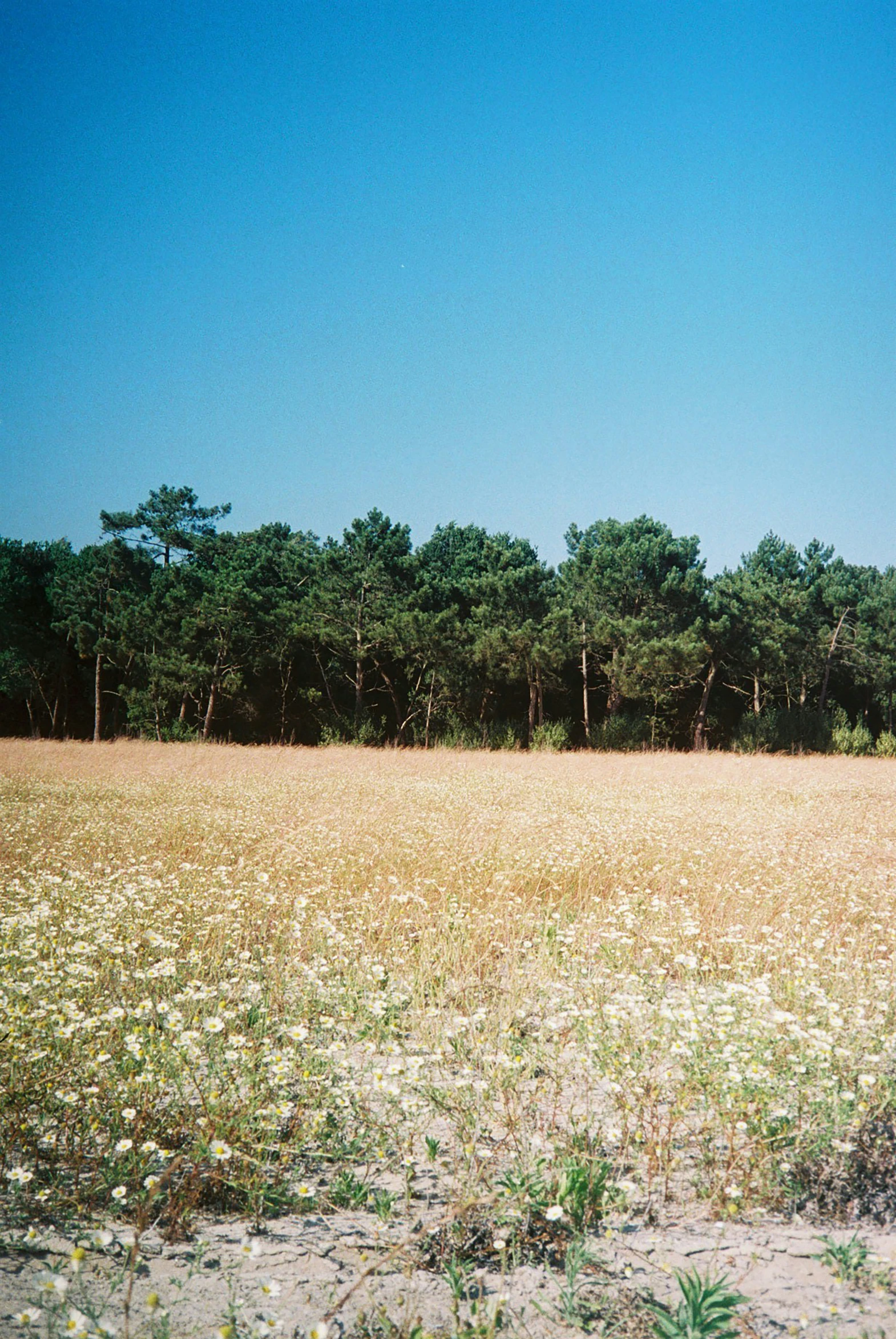 a field with lots of yellow and white flowers on it