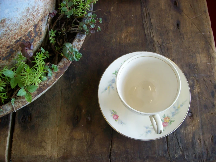 a cup that is on a table by some plants