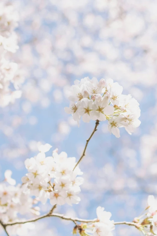 the blossoms are white in color, and it looks wonderful