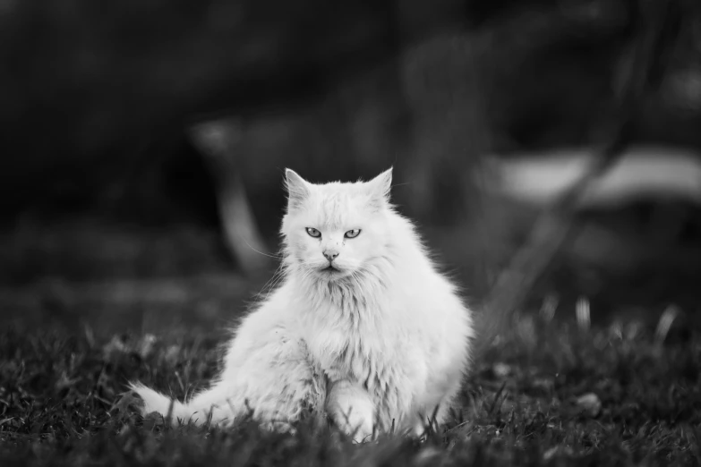 a white cat sits in grass and stares off to the side