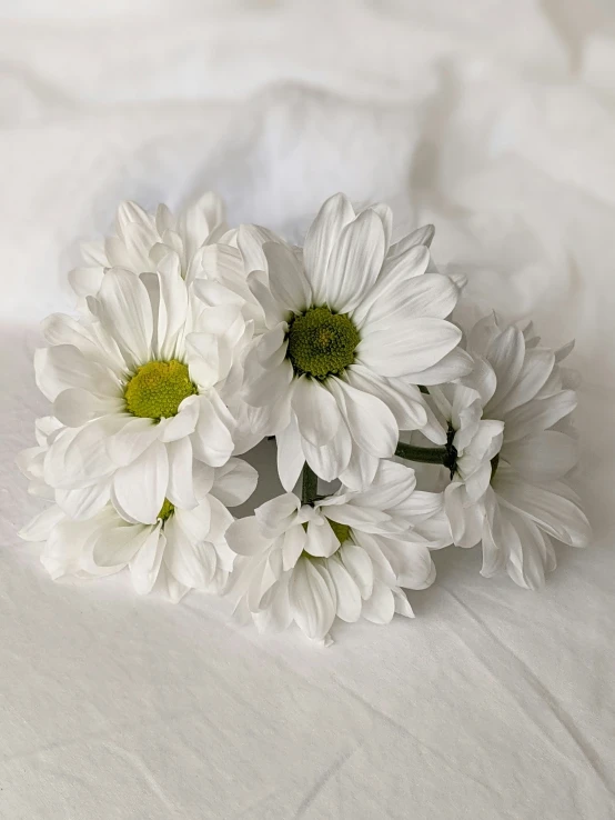 several daisies are placed next to a white backdrop