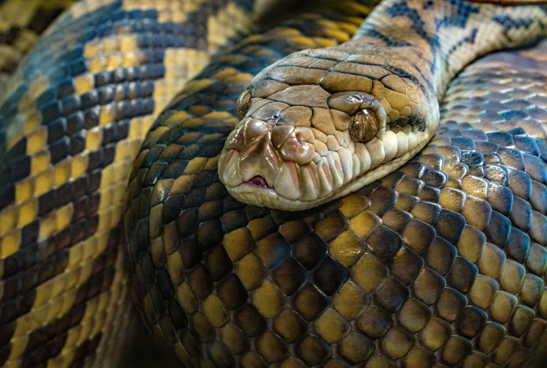 a close up of a snake with its head looking straight ahead