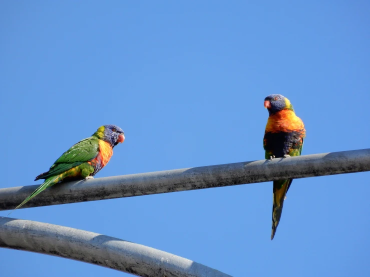 two brightly colored birds standing on wires against a blue sky