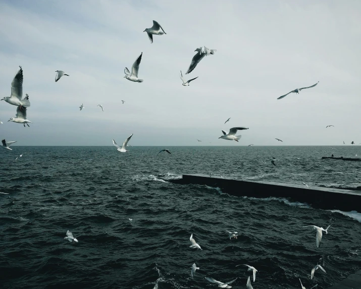 a group of seagulls flying over the ocean and a boat