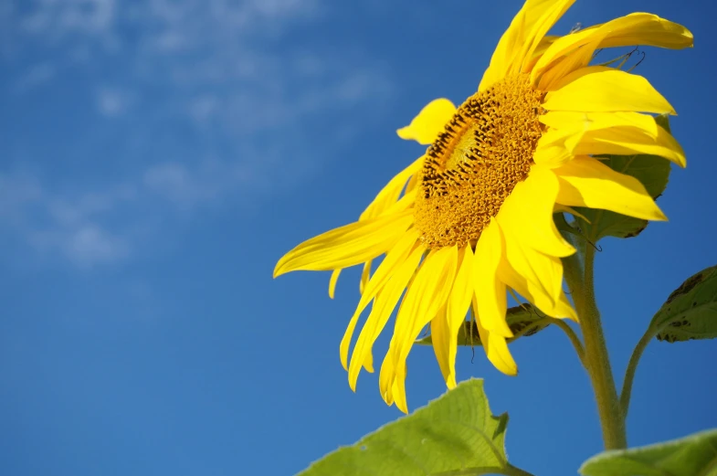 a sunflower in front of the blue sky and clouds