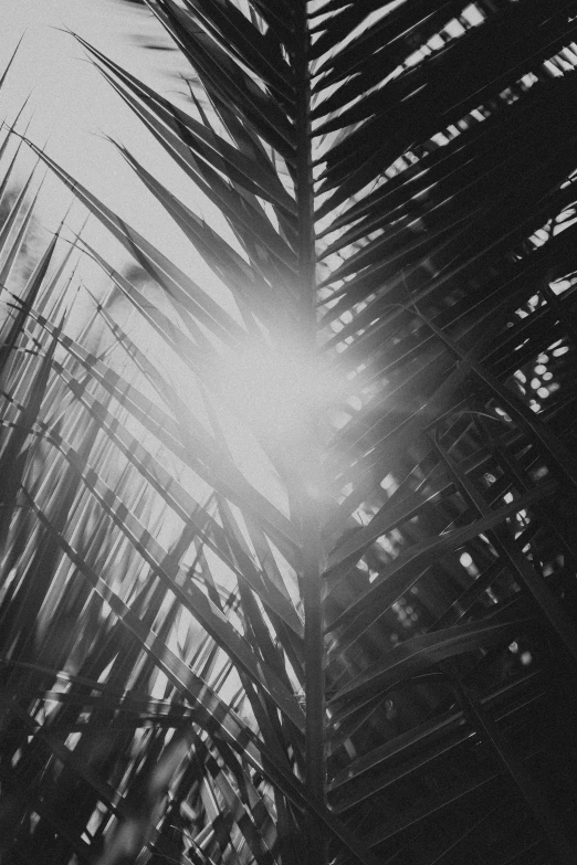 the sun is shining through palm leaves