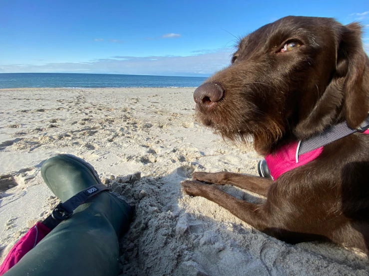 dog wearing pink collar sitting on beach next to man