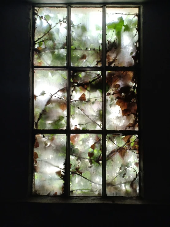 a window with some leaves on it in the dark