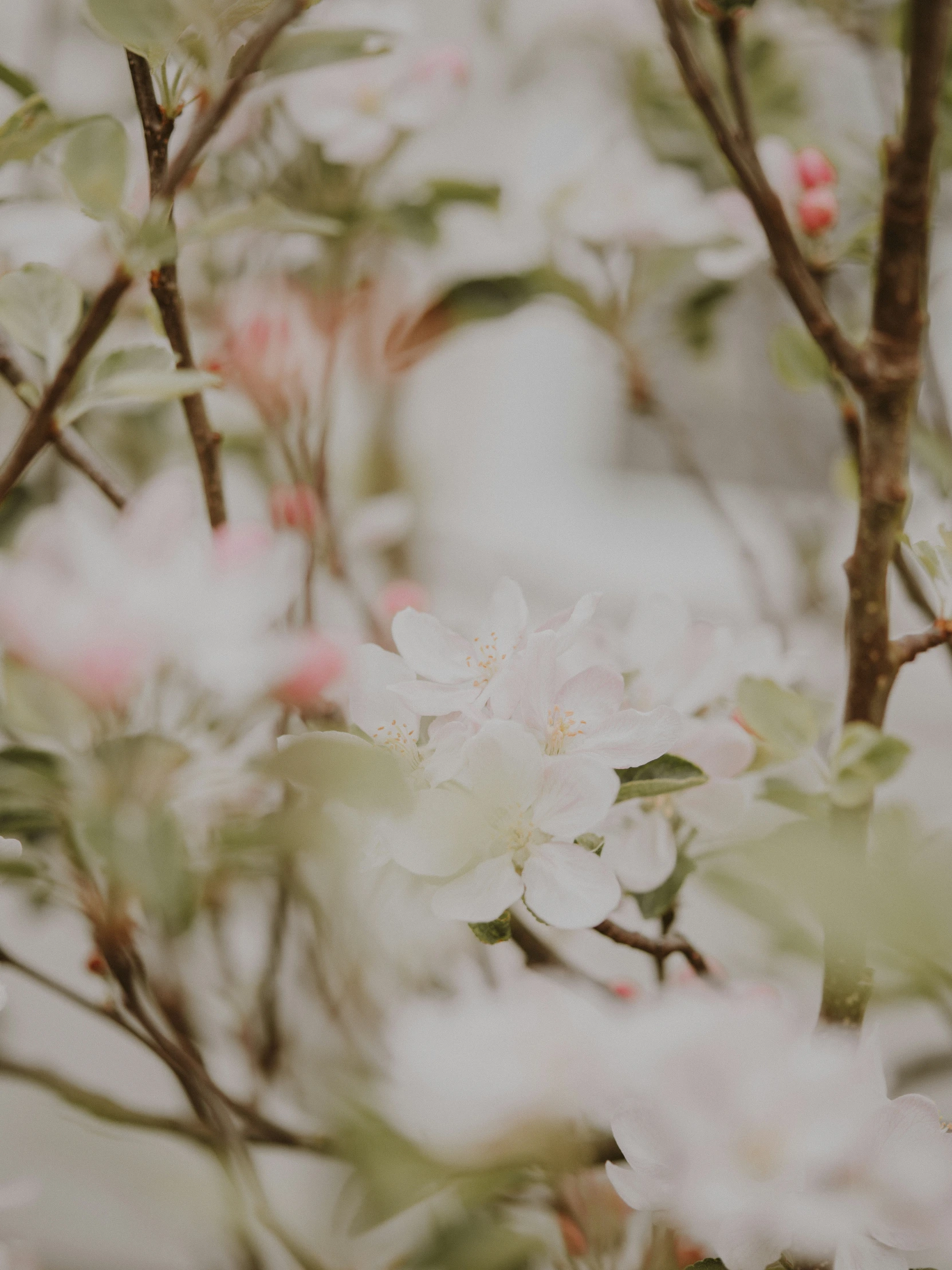 closeup of white flowers with green leaves on a nch