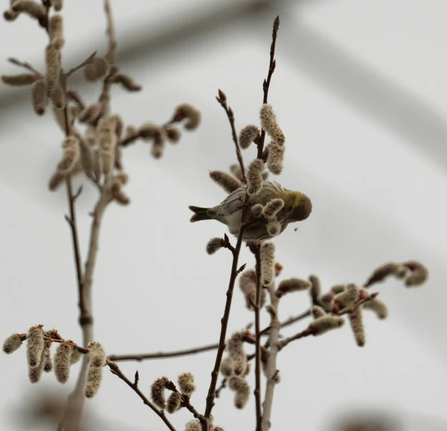 a bird on the nches of a tree