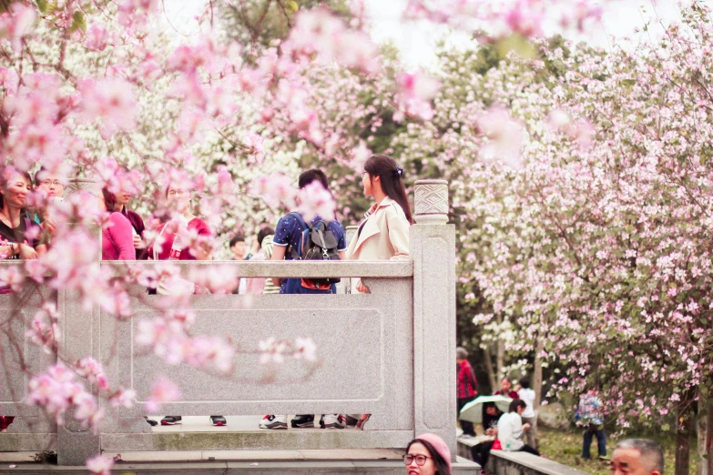 several women walking up stairs in front of pink blossoms