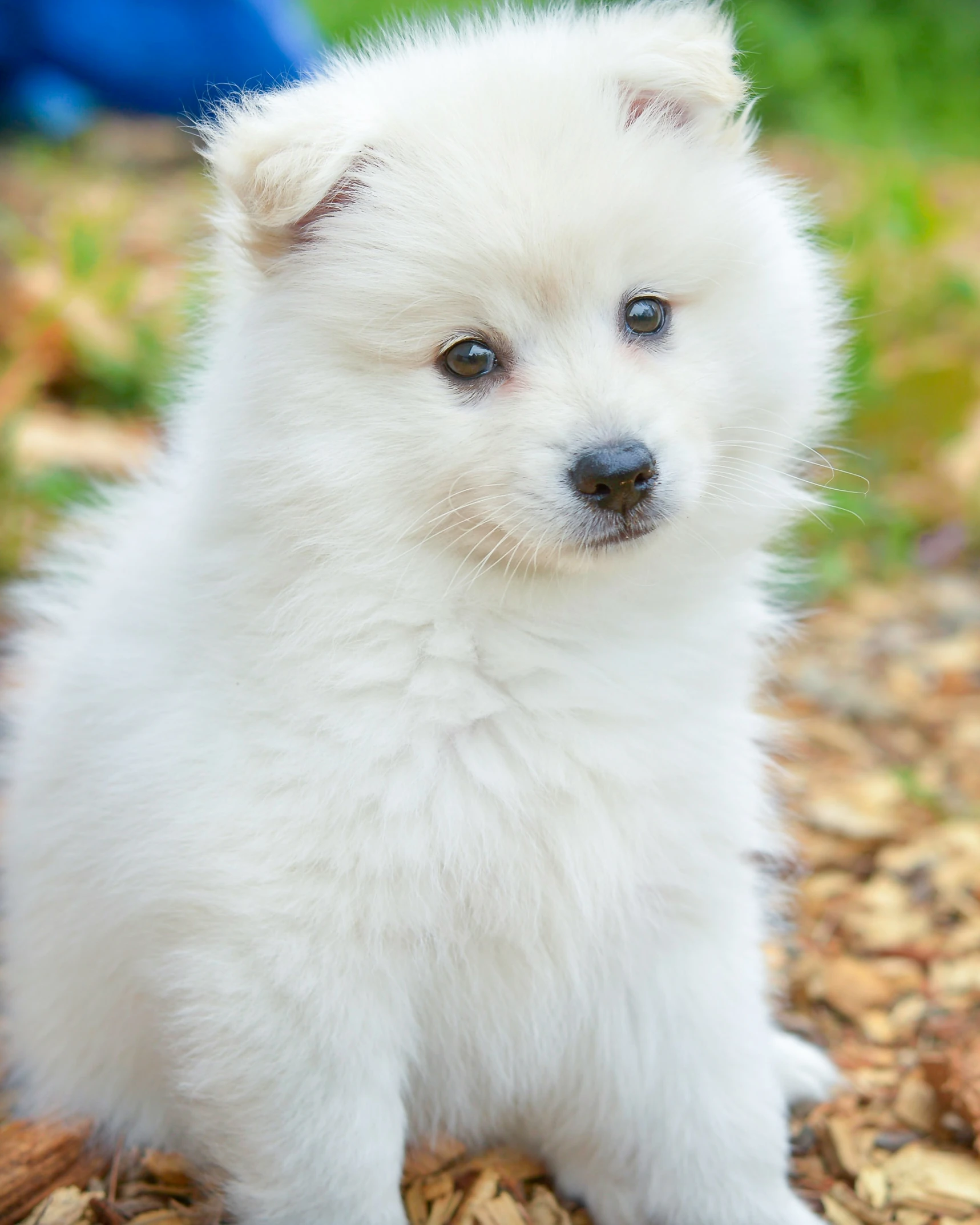a little white dog with big blue eyes
