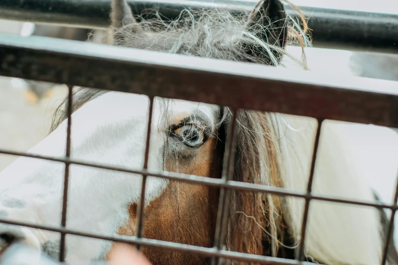 a brown horse looking out from behind the bars of his stall