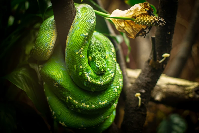 an emerald snake curled in it's spiral